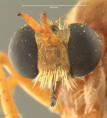 Media type: image;   Entomology 7583 Aspect: head frontal view